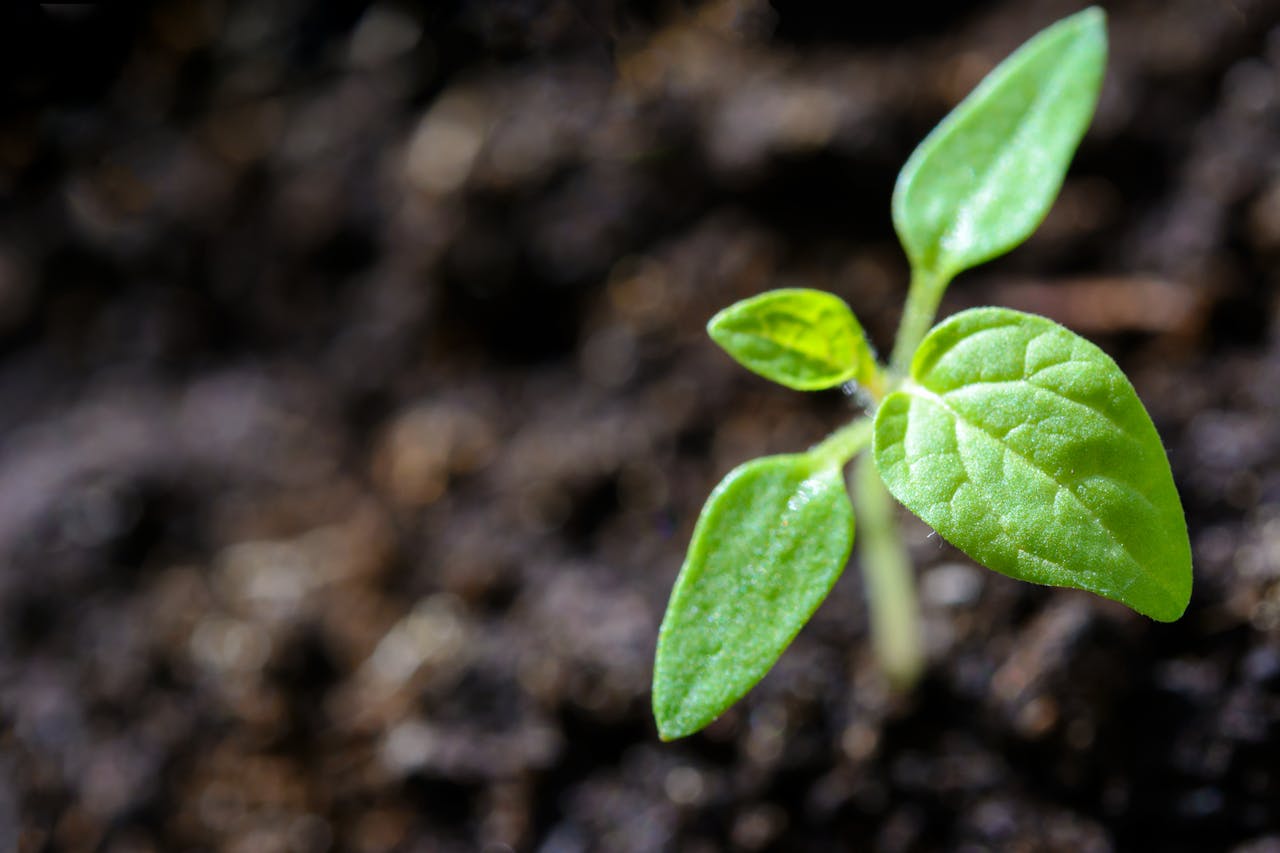 Sustainable Landscaping Starts with Small Choices